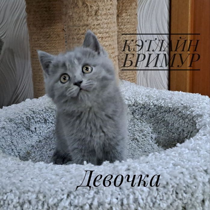 Британские котята. Пиномник.