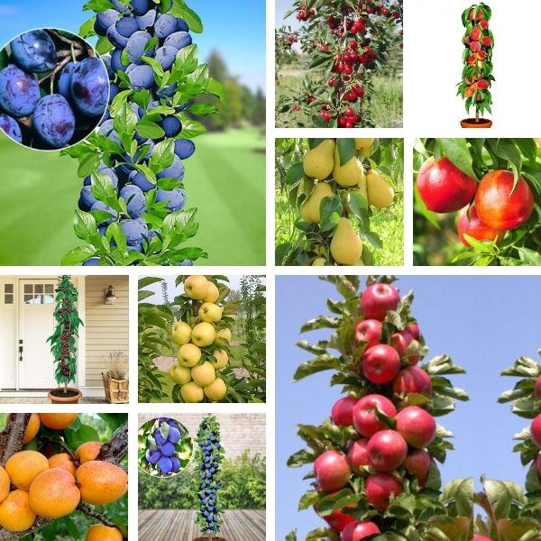 Pomi columnari superbi