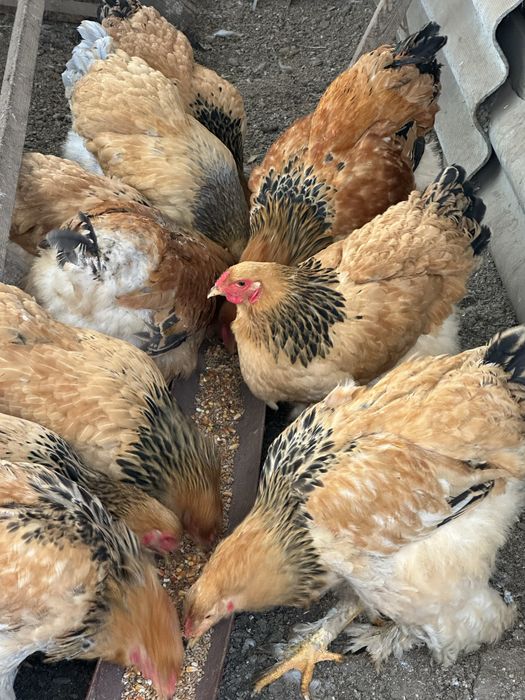 Брама палевая молодняк