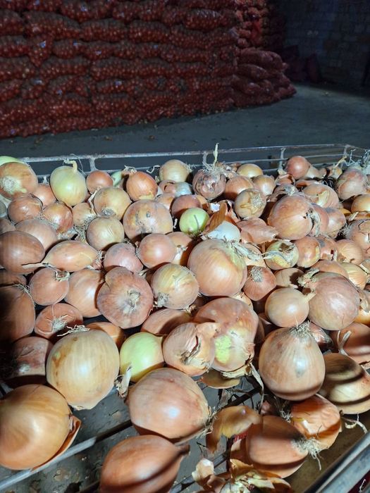 Лук репчатый сухой