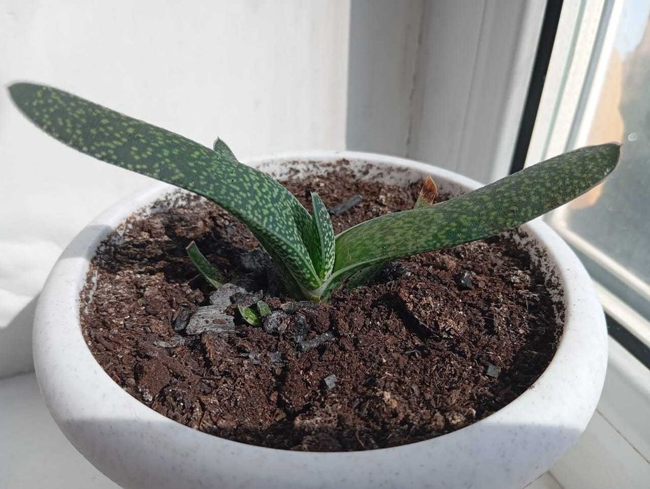 Алоэ, гастерия килеватая