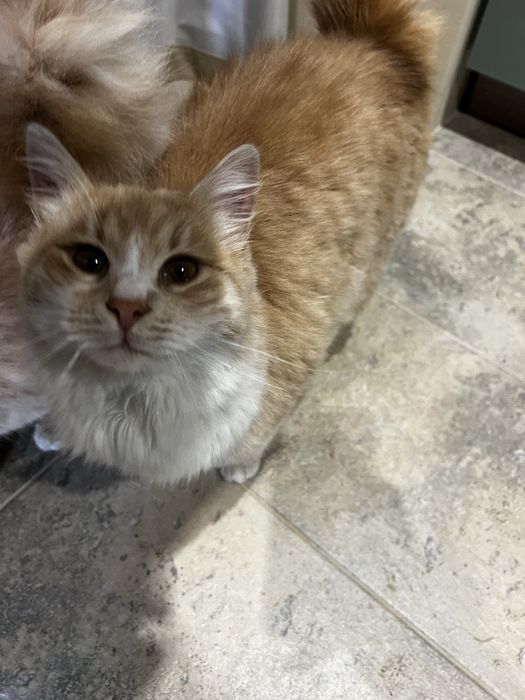 Подарявам две котета