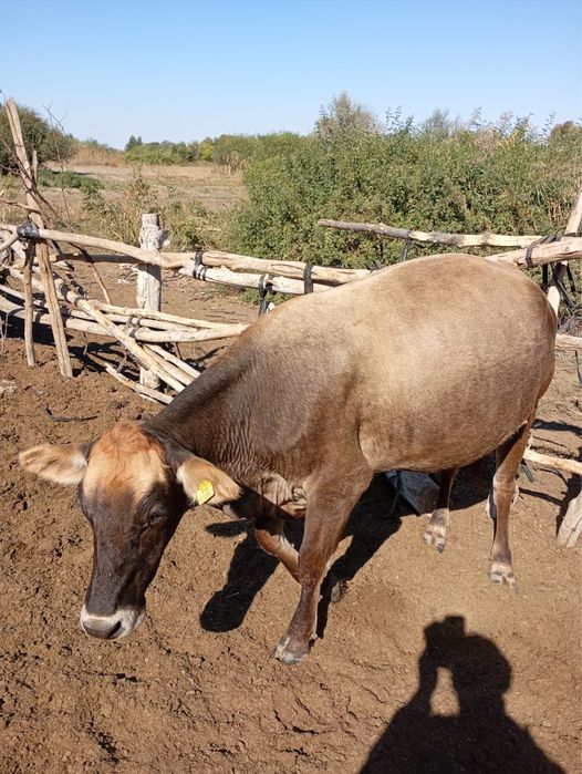 Продам корову …….