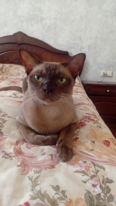 Европейская БУРМА