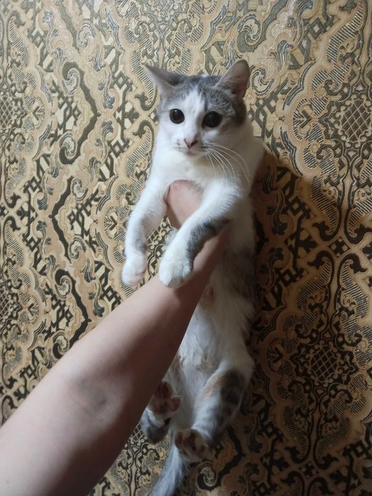 Отдаю котят в добрые руки