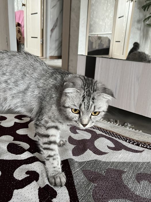 Продам шотландскую вислоухую кошку
