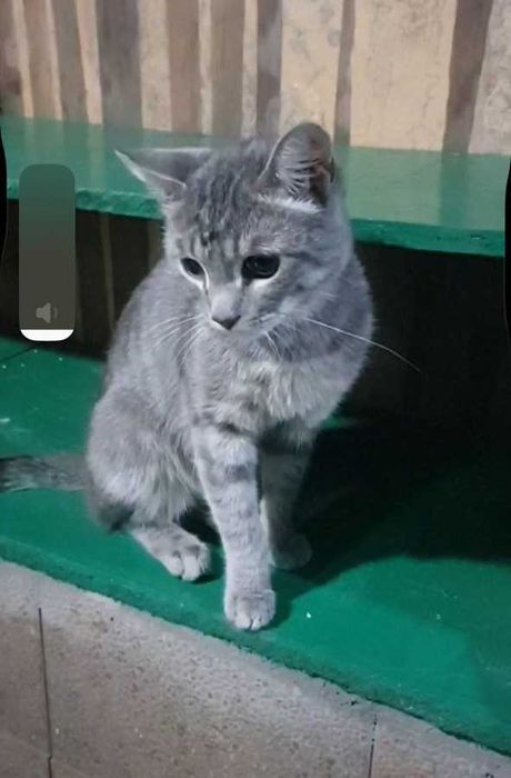 Кот Грей ищет семью!