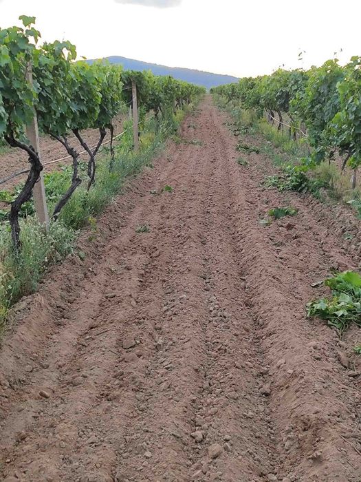 Продава се Земеделски имот в София, Челопечене -  кв.м за 2550 €/дка - Снимка #8