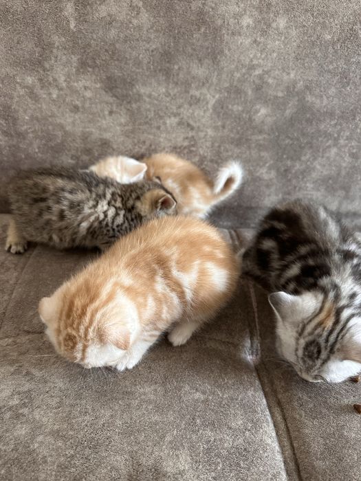 Продам породистых котят