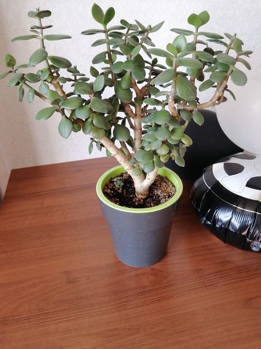 Продам цветы комнатные