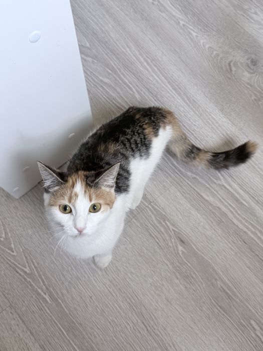 Котенок девочкаа