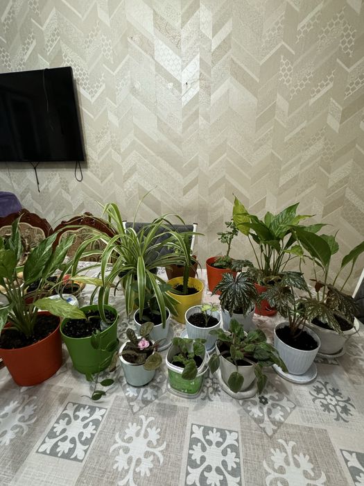 Комнатные цветы, распродажа!