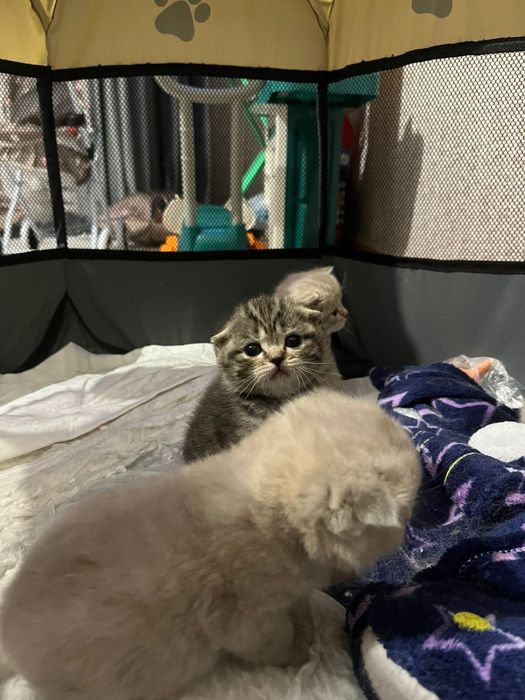 Шотландские котята