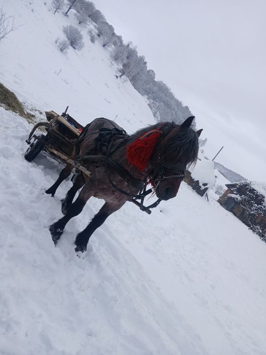 Armăsar de vânzare