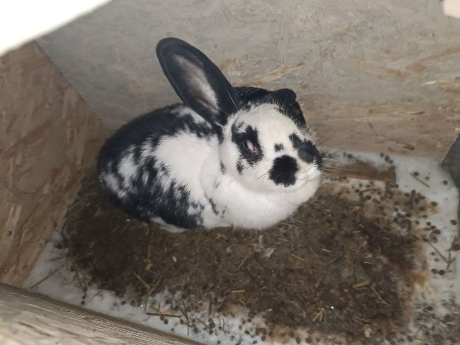 Крольчиха продаётся