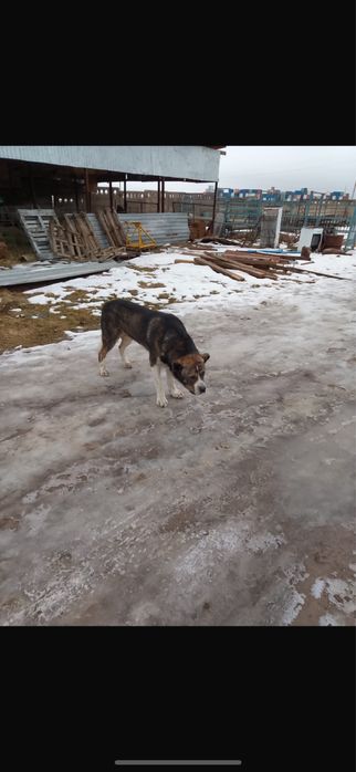 Тобет күшіктер сатылады 1,5айлық