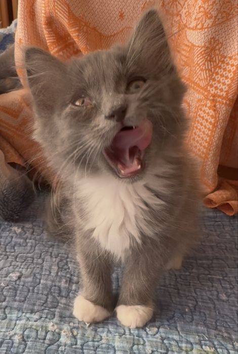 Котенок 1,5 месяца девочка