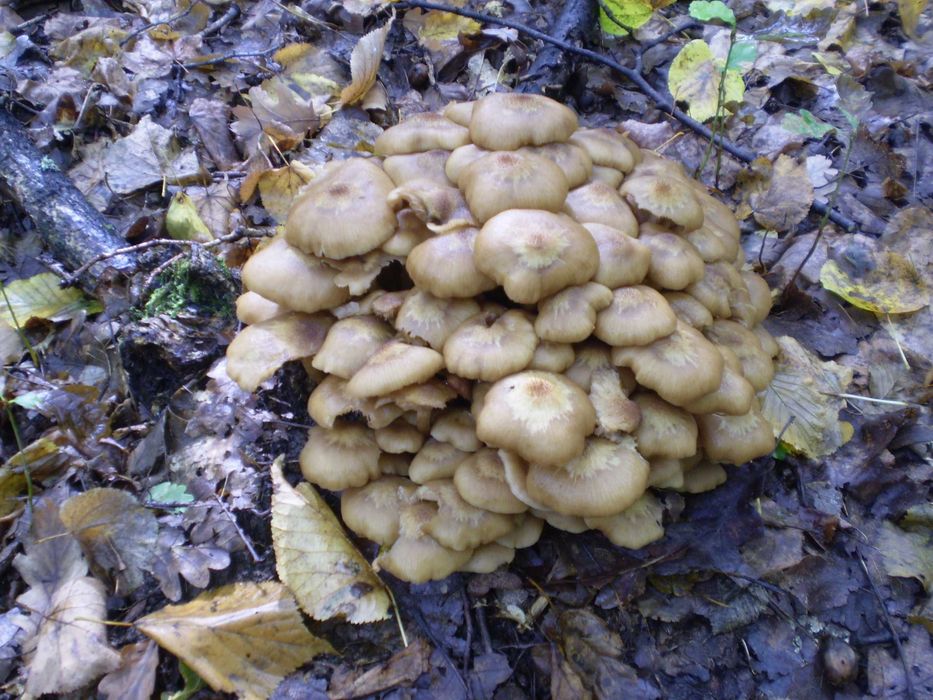 Curs de Ciupercar (Certificare) - Curs Online in Limba Engleza