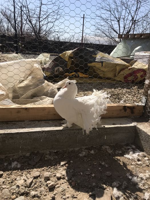 Porumbei  voltati maghiari