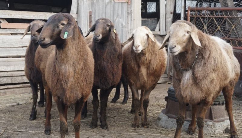 Едильбаевские овцематки на племя