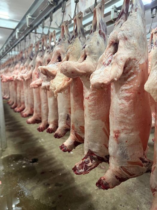 Mongoliya halal qoy  gosht sotuvda Towkent boylab yetkazib beramiz