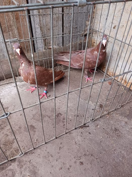 Porumbei uriasi maghiari