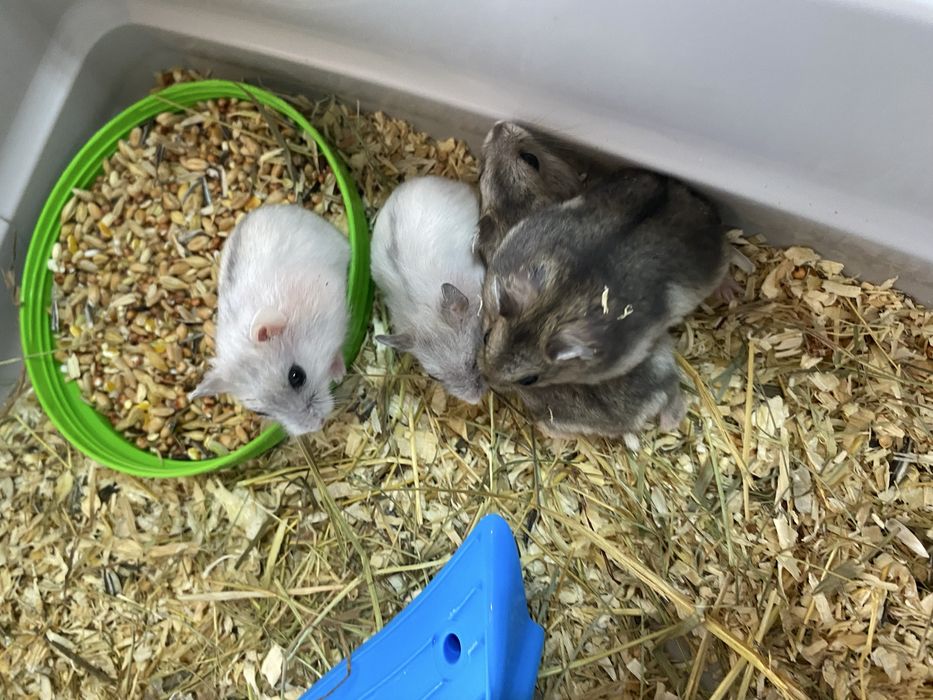 Hamsteri adorabili își caută casă!