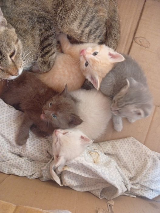 Отдам месячных котята
