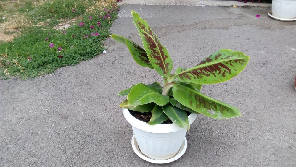 Продавам банани изгодно ПРОМОЦИЯ