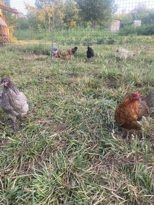 Продам хорошие куры