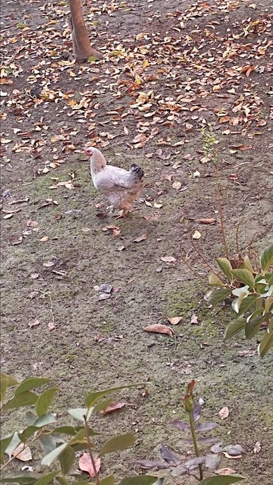 Дамашний товук сотилади