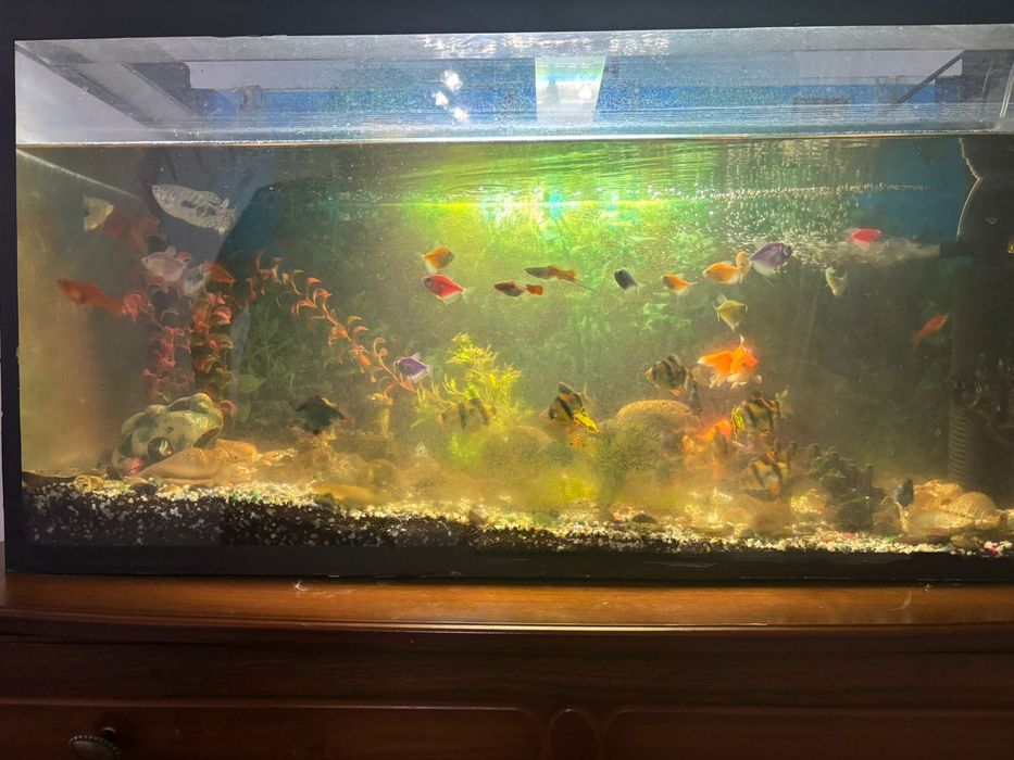Аквариум 120л с рыбками
