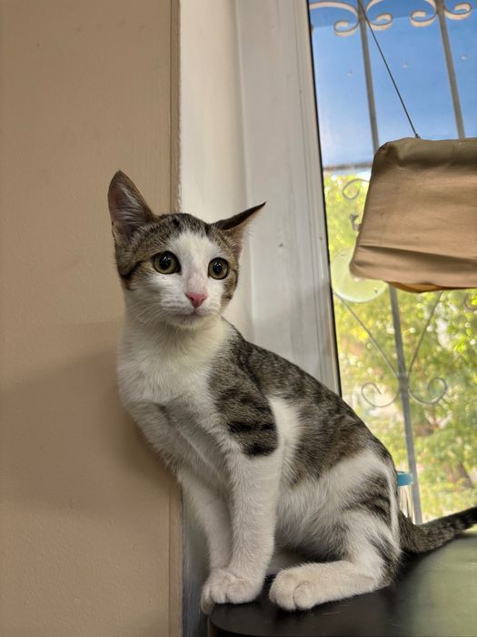 Котенок в добрые руки
