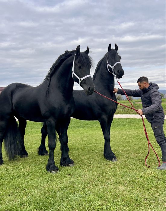 Friesieni Pereche Armăsari Frizieni Frizian Friz