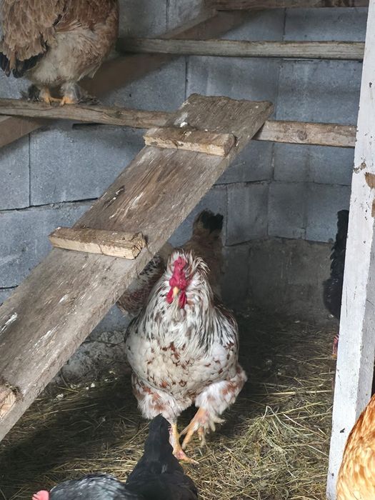 Vand cocos foarte frumos