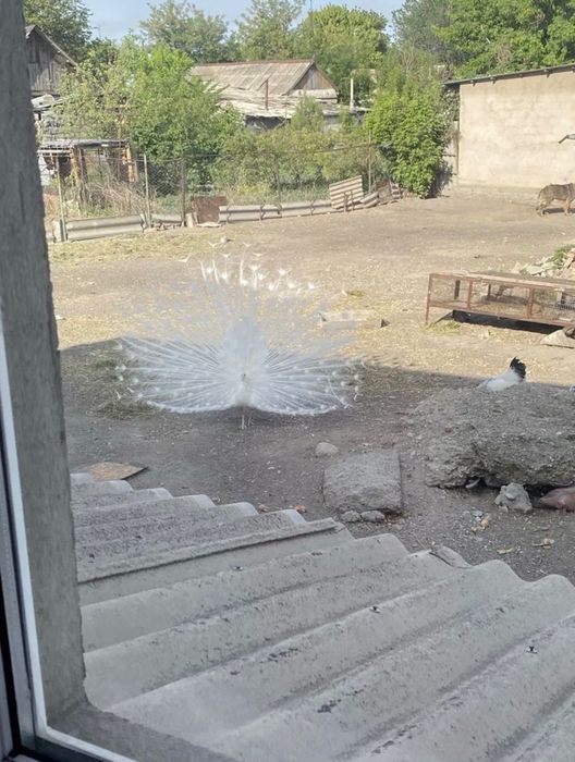 Ақ павлин сатылады