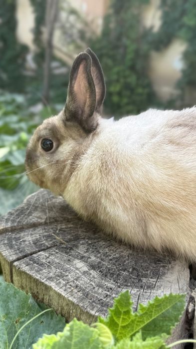 Карликовый кролик