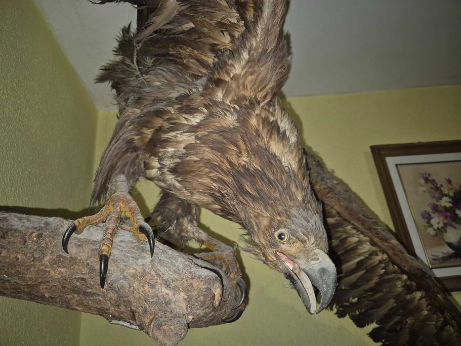 Vultur inpaiat, taxidermie