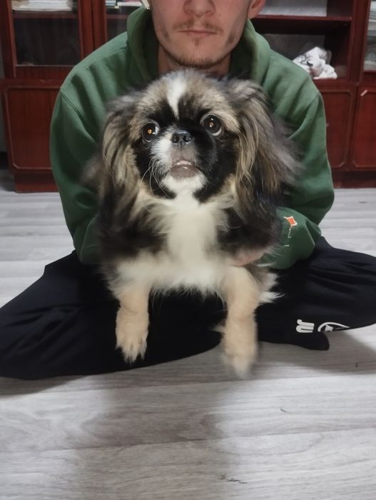 Продам пекенеса девочка