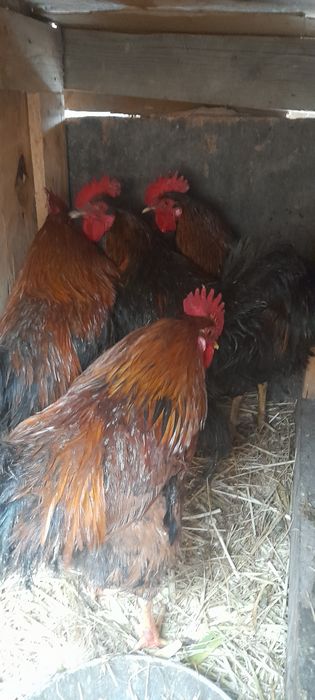Продаём молодых петушков