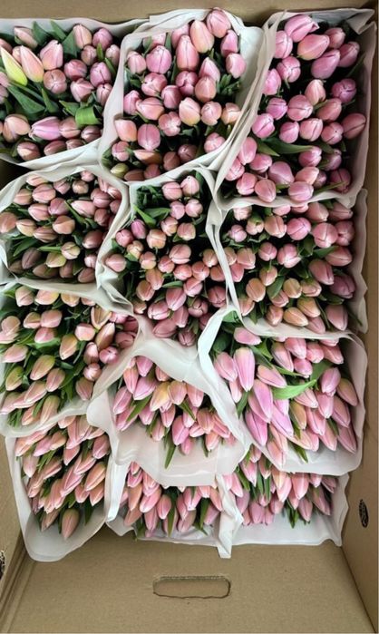 тюльпаны 295 тг Қызғалдақ