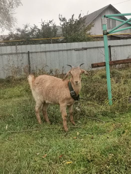 Ешки буаз биринши тума Теке