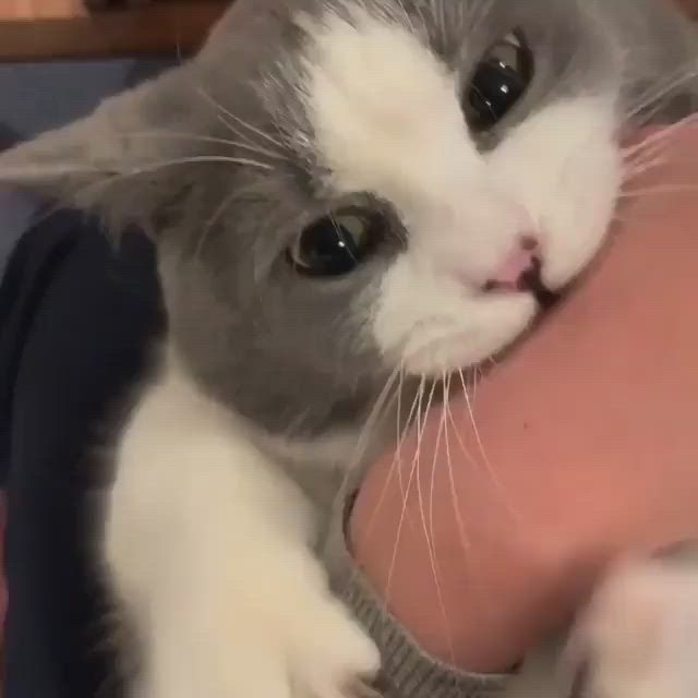 Кошка Продается Срочно 4⁵месец
