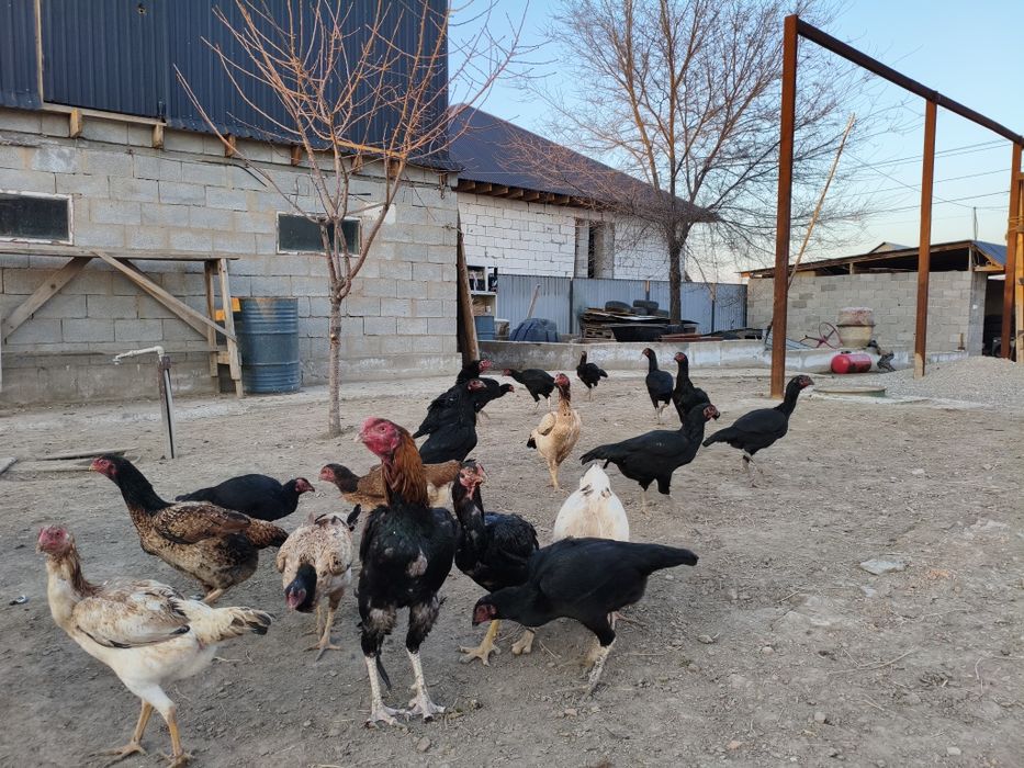 Дакан тауыктар сатылады.