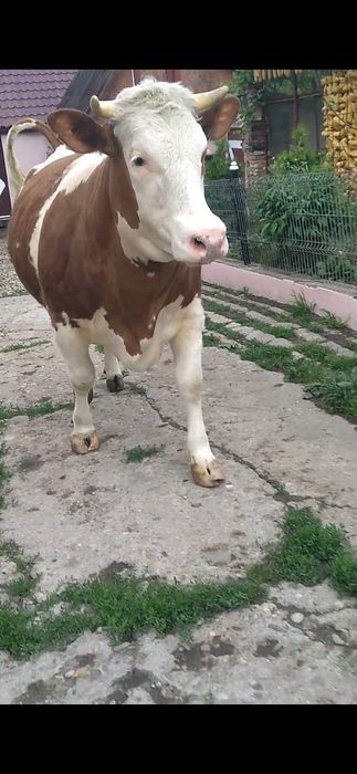 Junica   baltata romaneasca