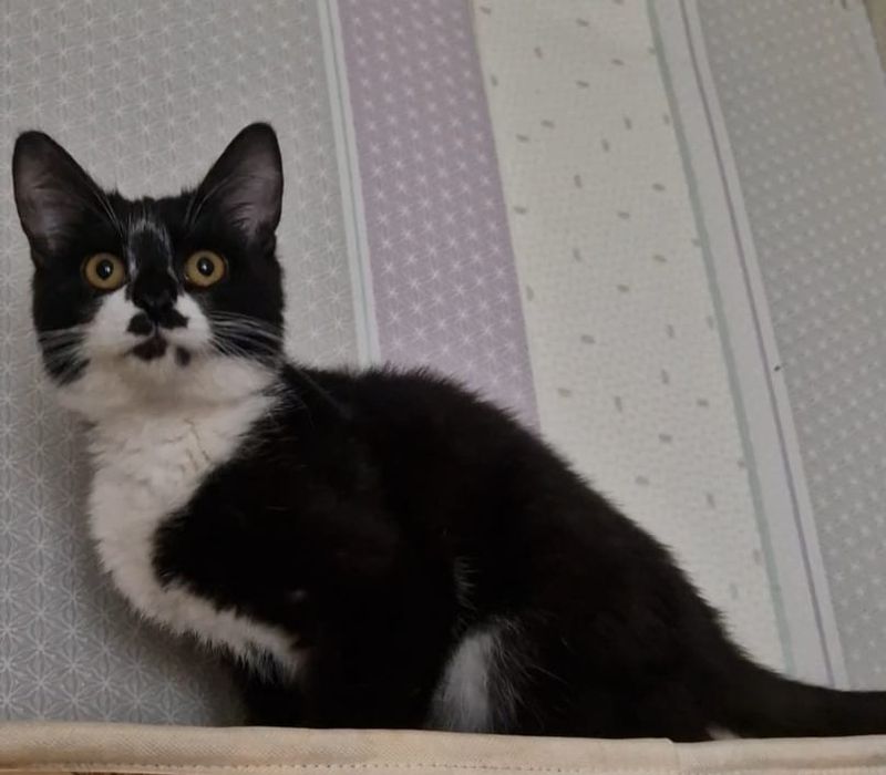 Мальчик котёнок в добрые руки