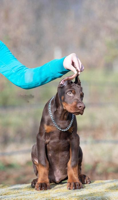 Щенки добермана купированные