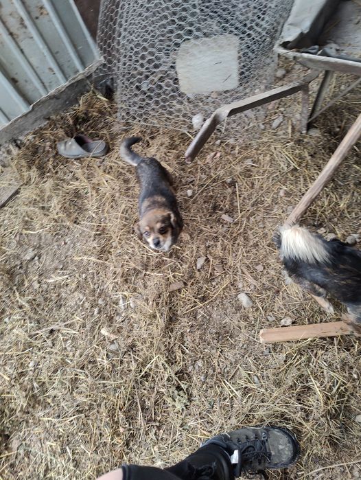 Donez 3 cățelușe pitice