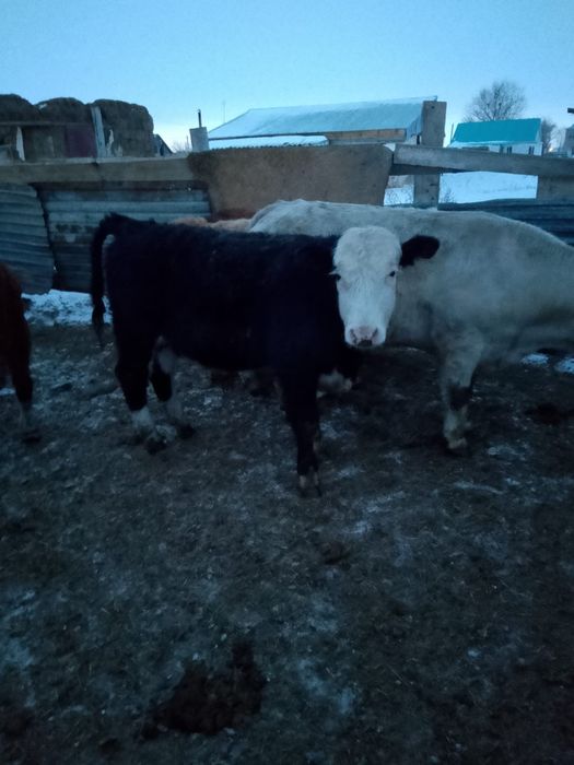 Бука сиыр баспактар сатылады.