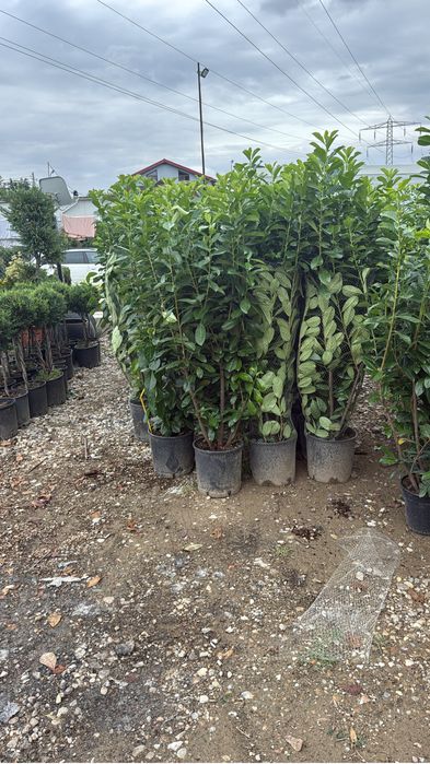Prunus laurocerasus  formam garduri  vii